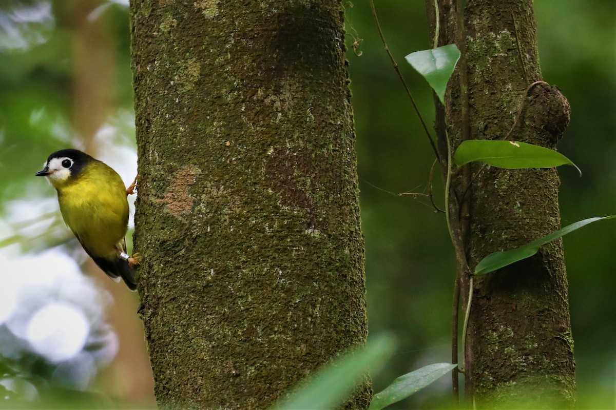 White-faced Robin - ML497277701