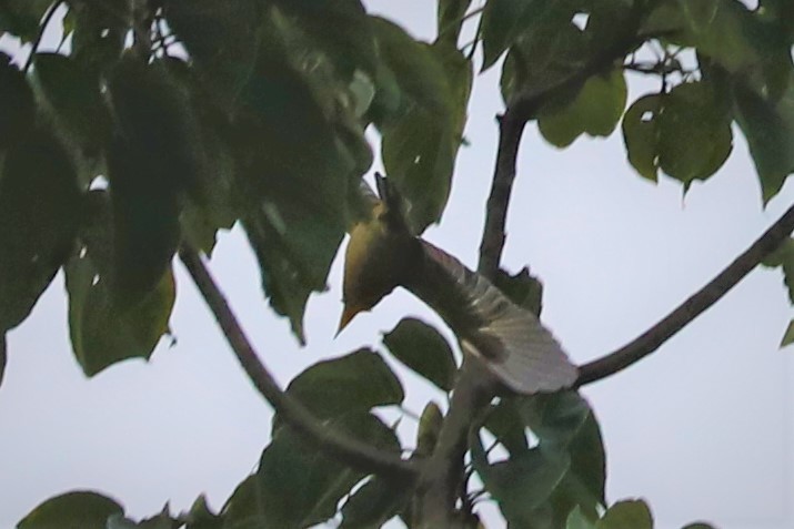 Yellow-billed Kingfisher - ML497277781