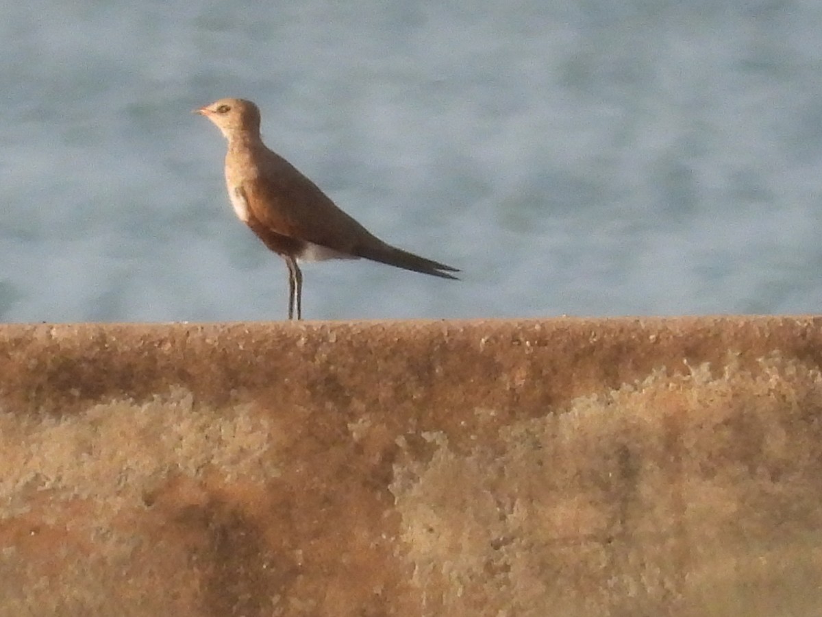 Australian Pratincole - Simon Ferguson