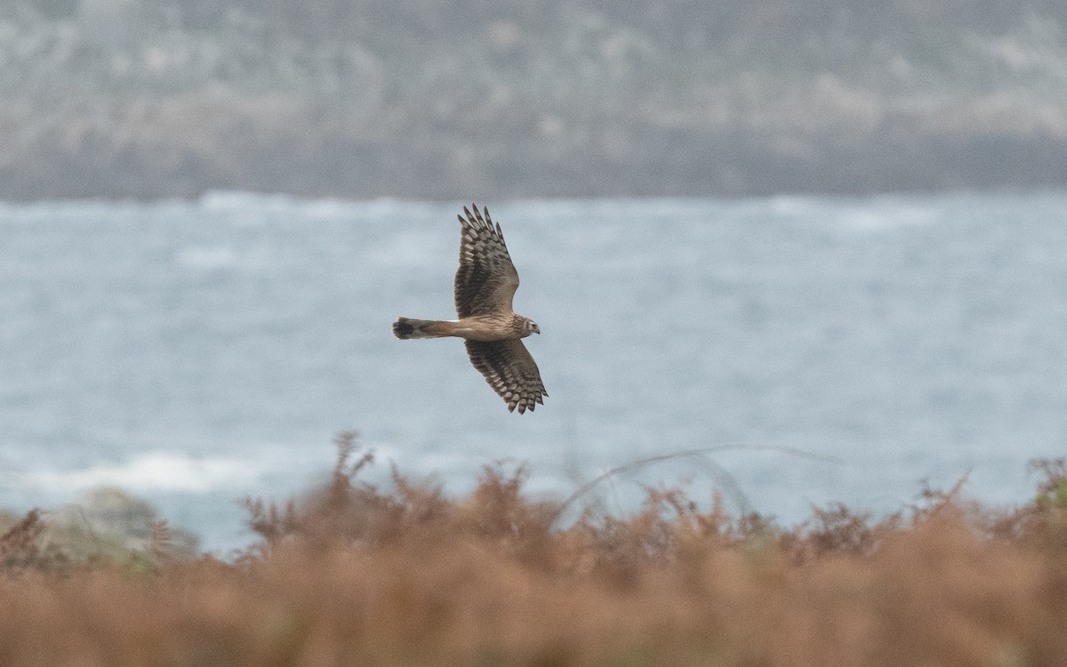 Hen Harrier - ML497278151