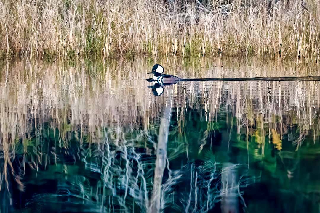 Hooded Merganser - ML497278451