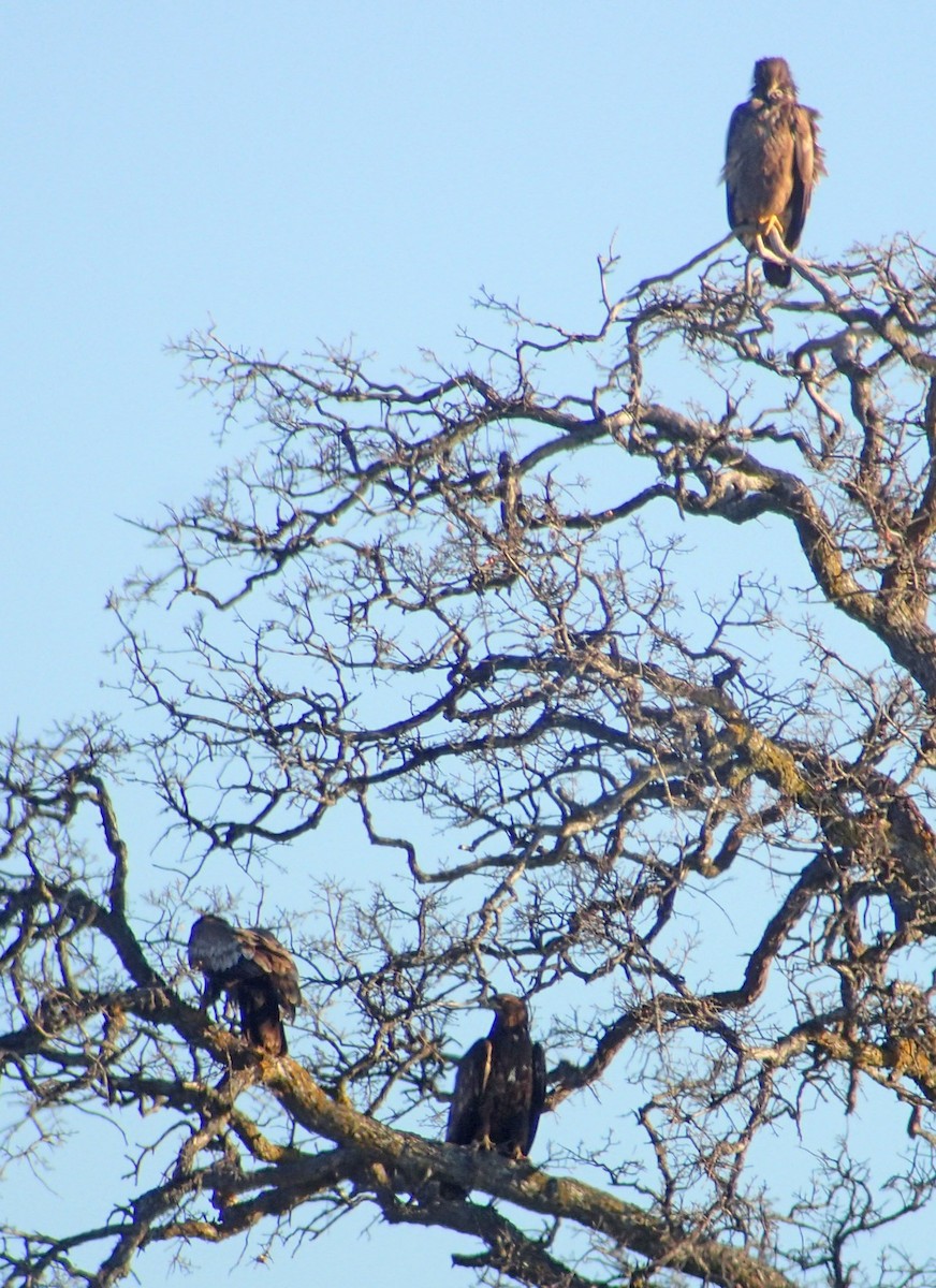 Bald Eagle - ML49727931