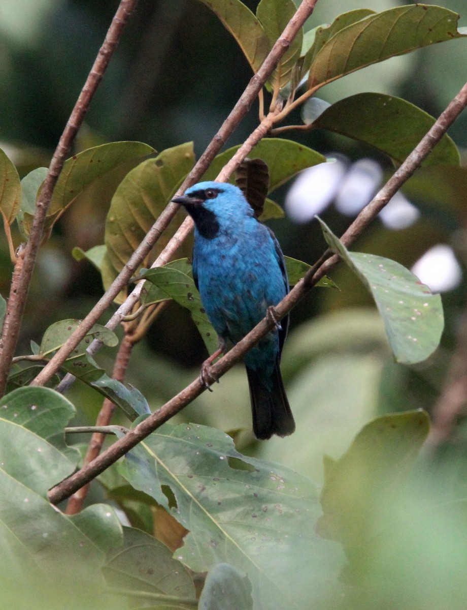 Blue Dacnis - ML49727971