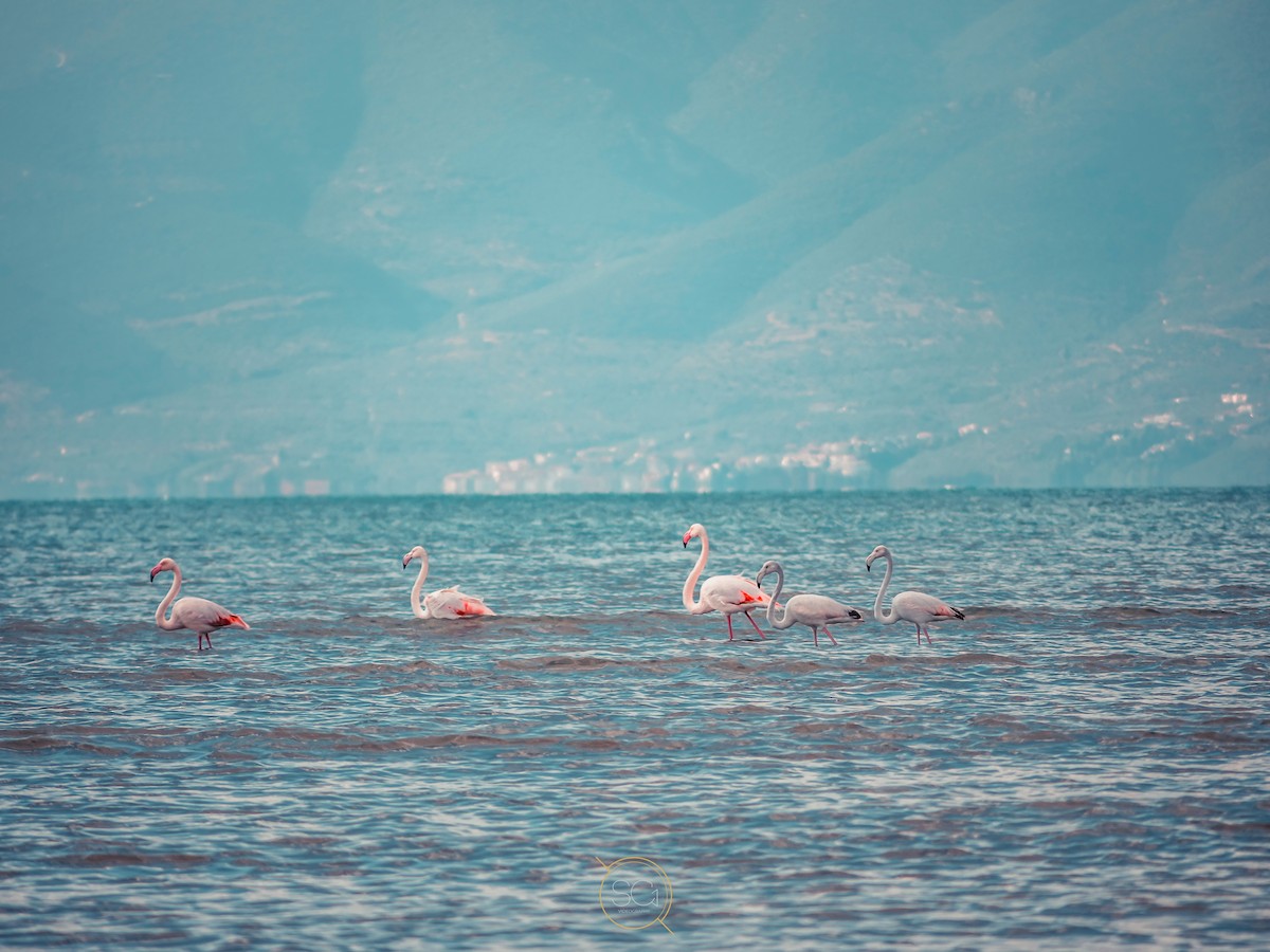 Greater Flamingo - Giannakopoulos Efstathios