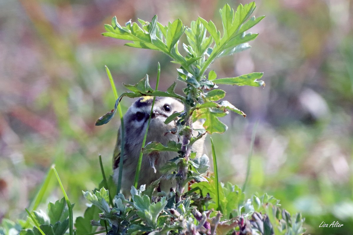 Golden-crowned Kinglet - ML497280341