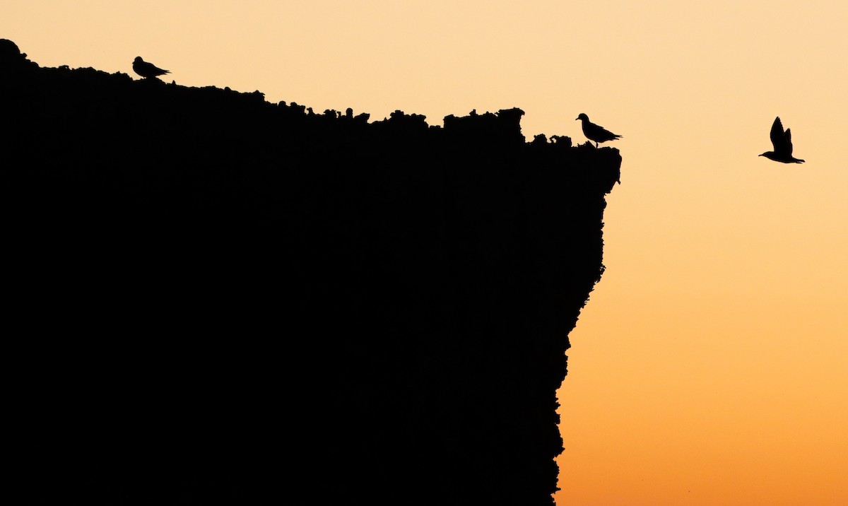 Silver Gull - ML497281571