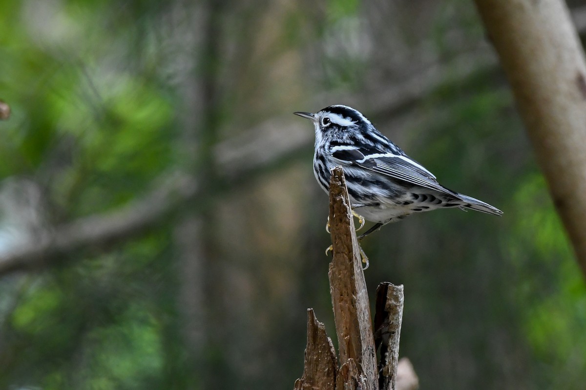 Black-and-white Warbler - ML497282351