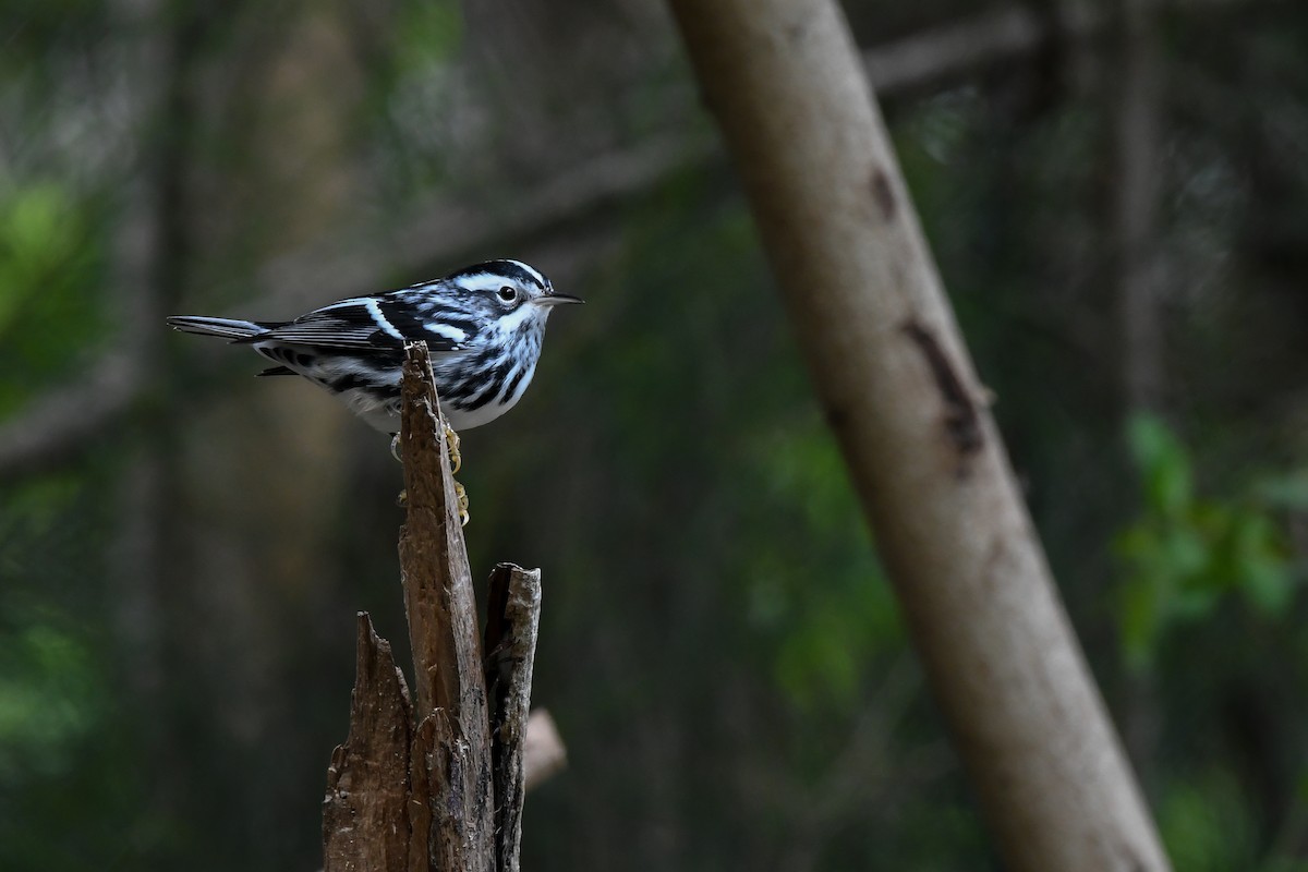 Black-and-white Warbler - ML497282361