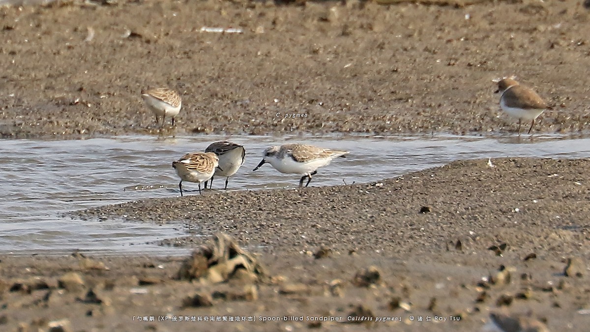 Spoon-billed Sandpiper - ML497282601