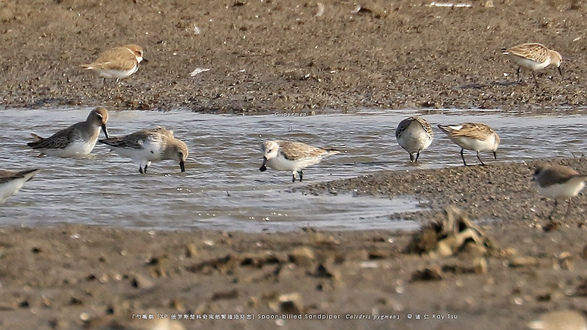 Spoon-billed Sandpiper - ML497282611