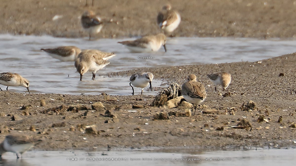 Spoon-billed Sandpiper - ML497282651