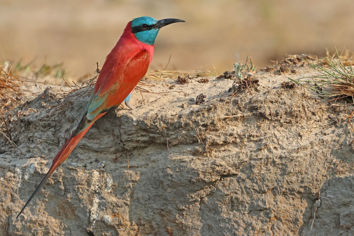 Northern Carmine Bee-eater - ML497282961