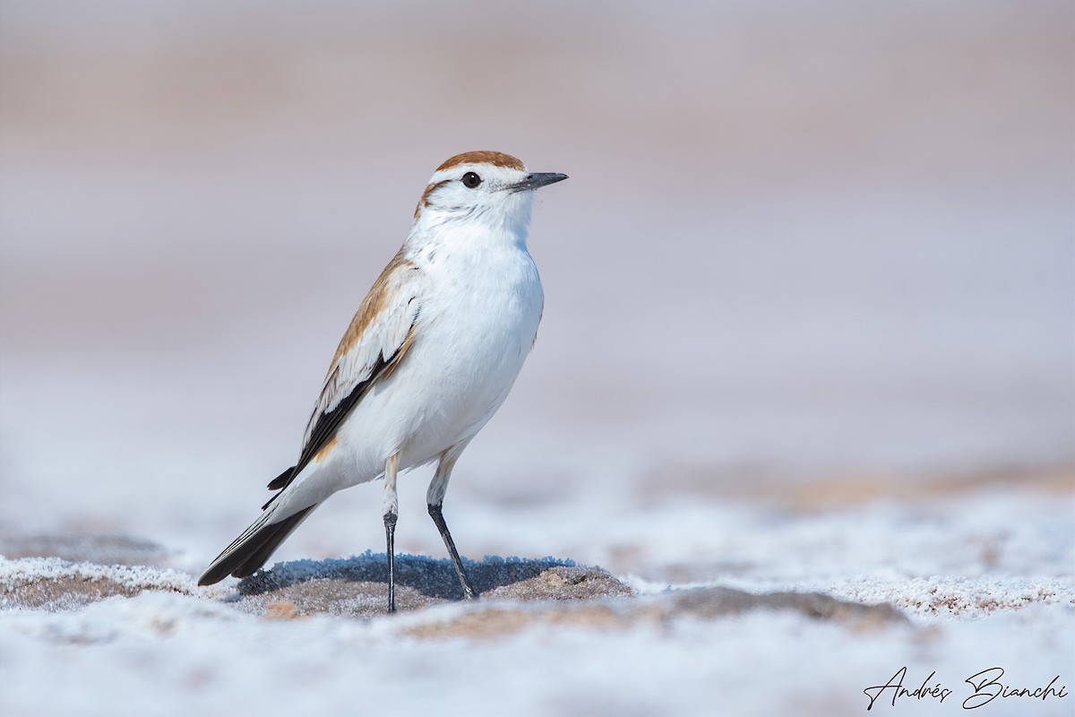 Salinas Monjita - ML497283781