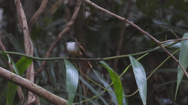 Cinnamon-tailed Fantail - ML497284571