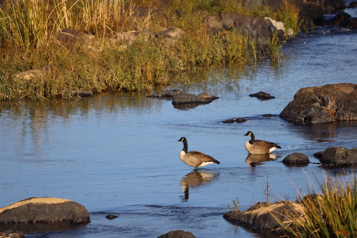 Canada Goose - ML497284791