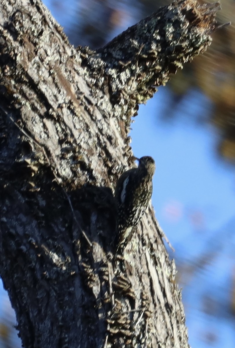 Yellow-bellied Sapsucker - ML497284901