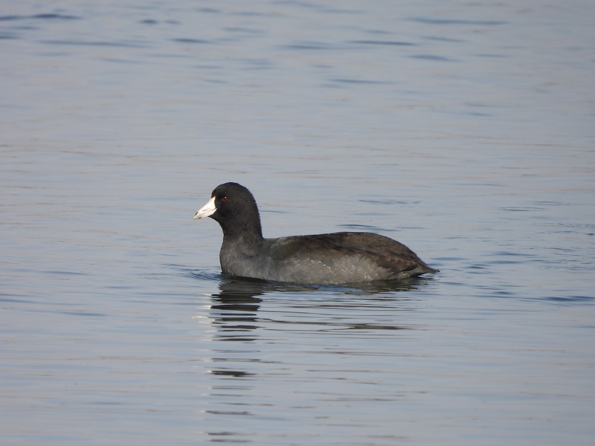 American Coot - ML497285991