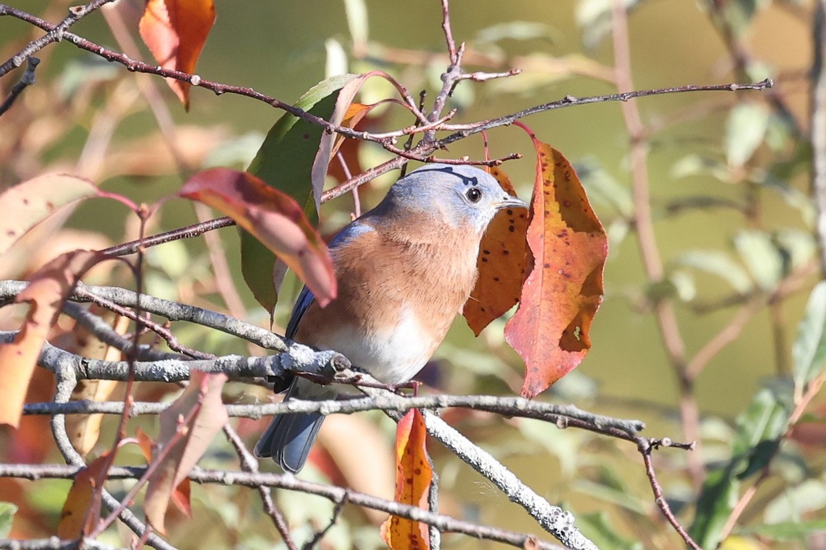 Eastern Bluebird - Susan Francesco