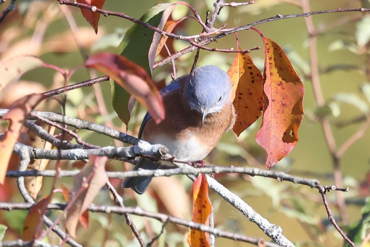 Eastern Bluebird - ML497287291