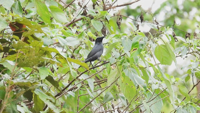 Tanimbar Starling - ML497287321