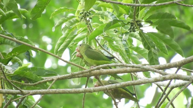 Riparian Parrotlet - ML497287811