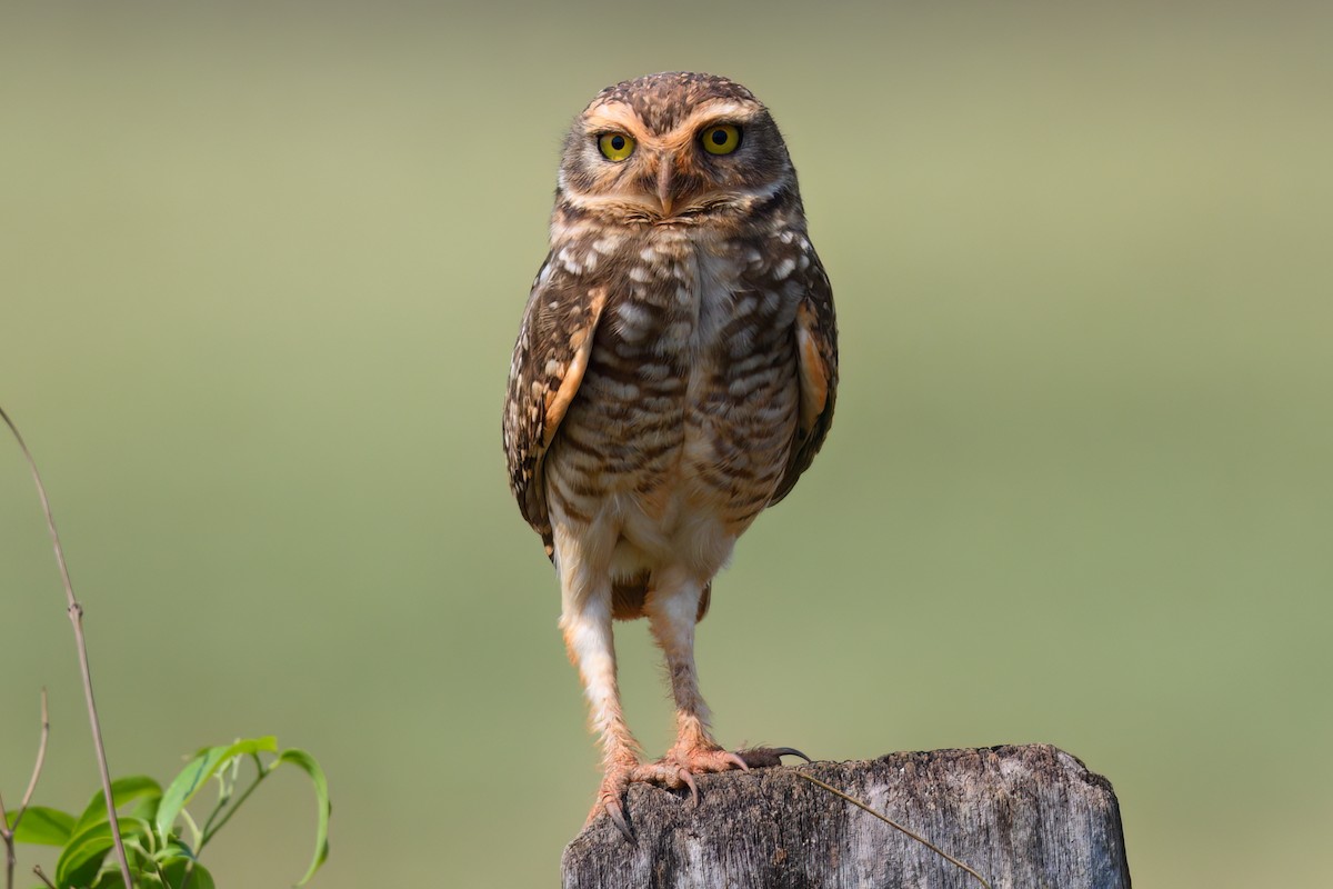 Burrowing Owl - ML497290831