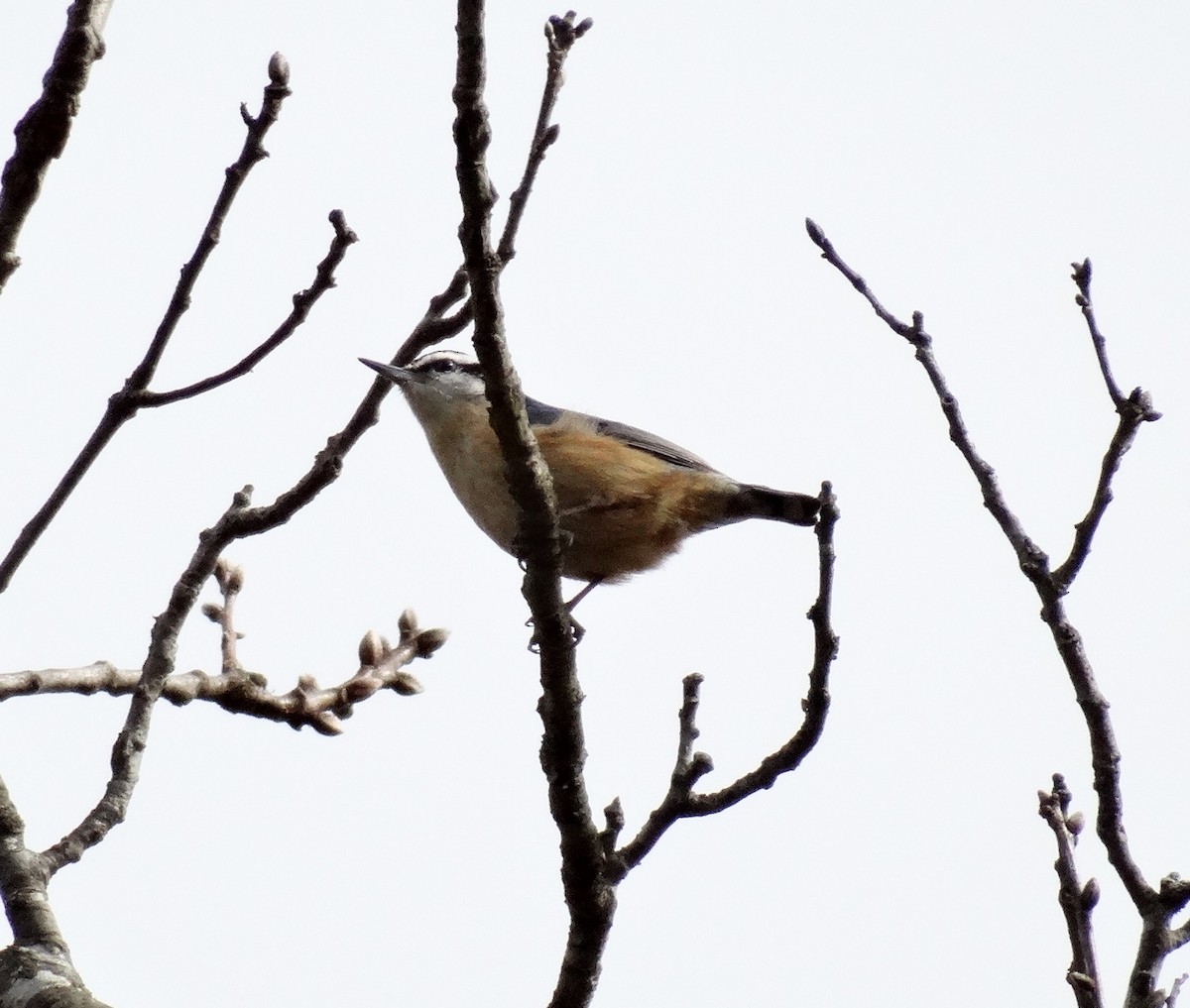 Red-breasted Nuthatch - ML49729181