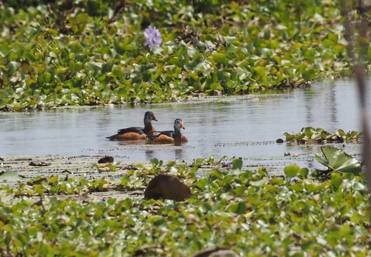 African Pygmy-Goose - ML497292821