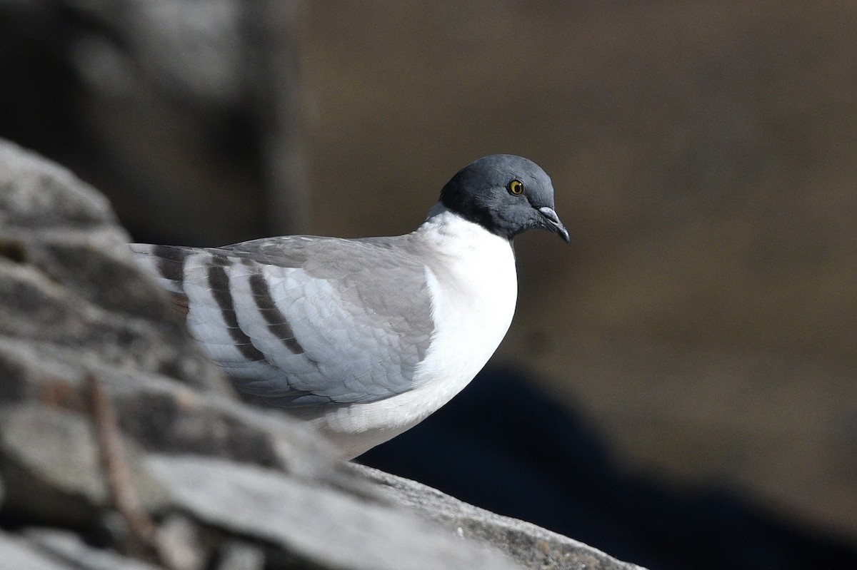 Snow Pigeon - ML497293151