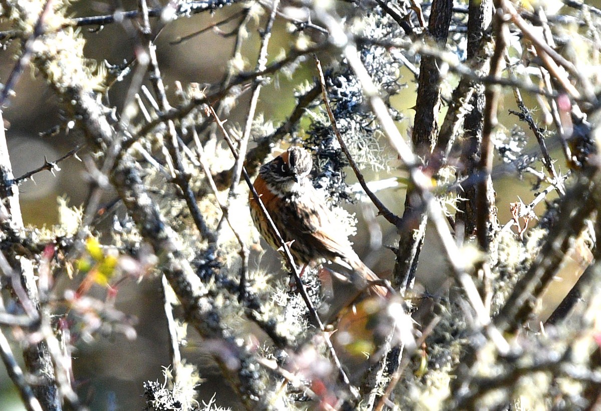 Rufous-breasted Accentor - ML497293651
