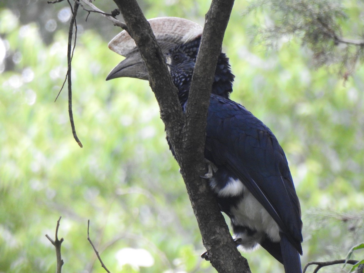 Silvery-cheeked Hornbill - ML497293741