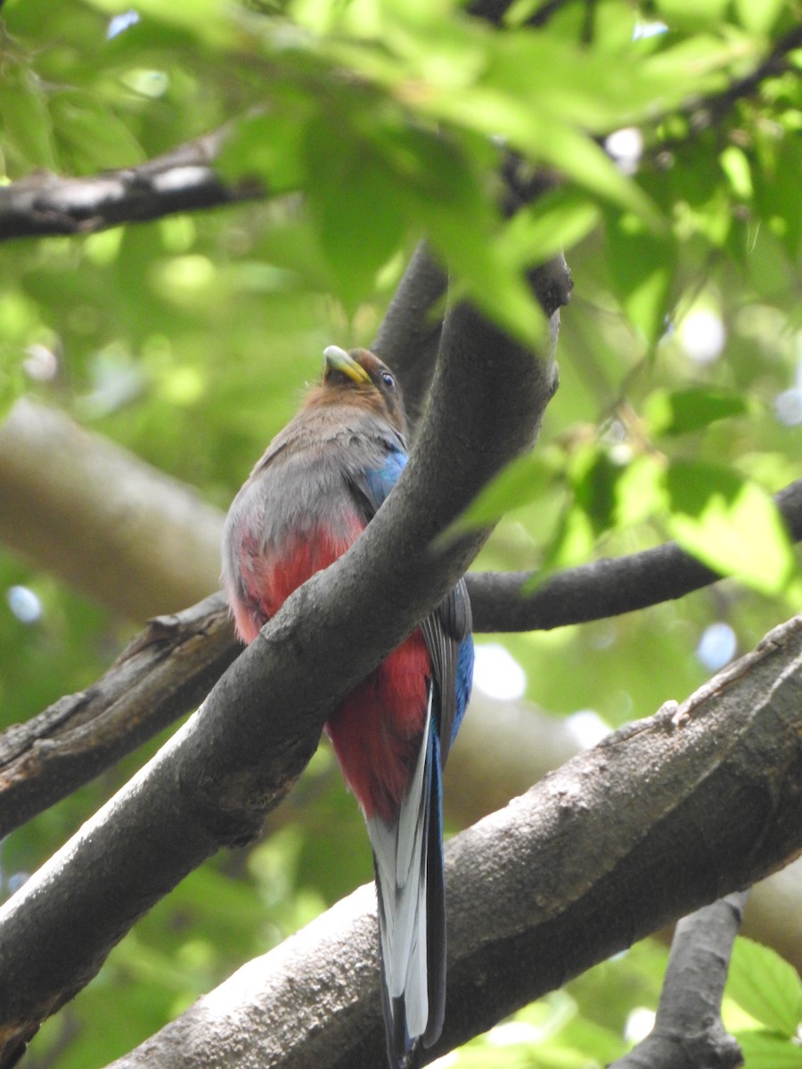 trogon africký - ML497293791