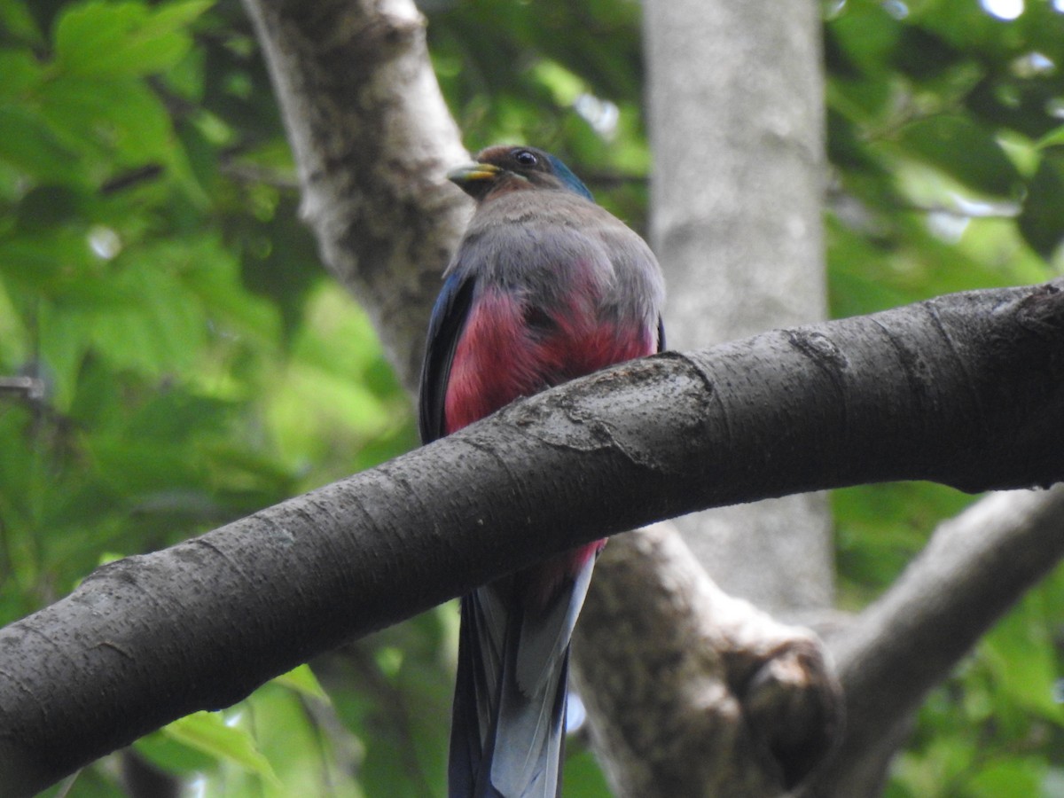 trogon africký - ML497293801