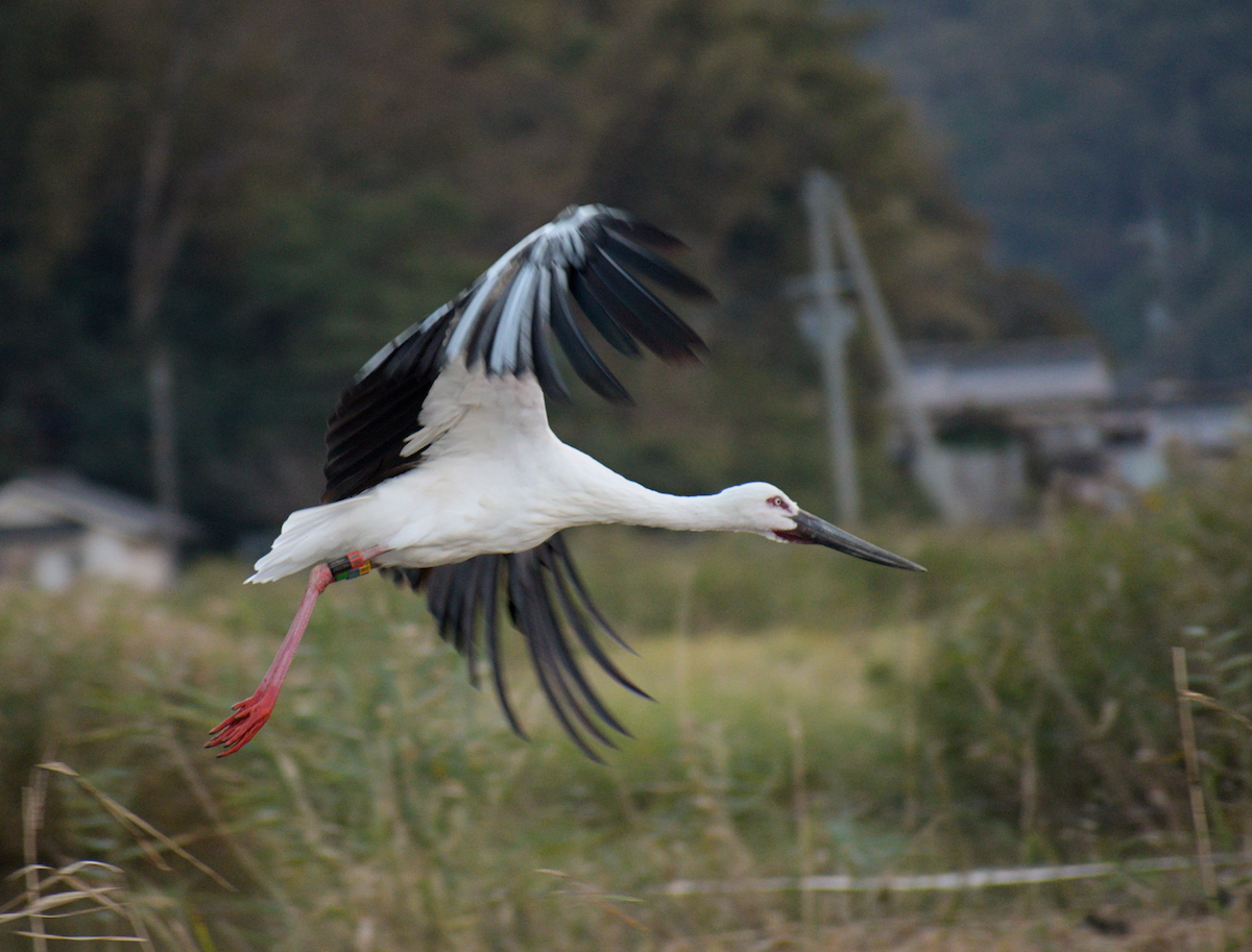 Oriental Stork - ML497294921