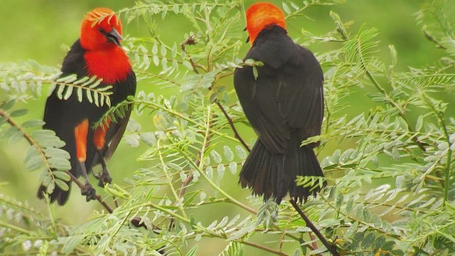 Scarlet-headed Blackbird - ML497295101