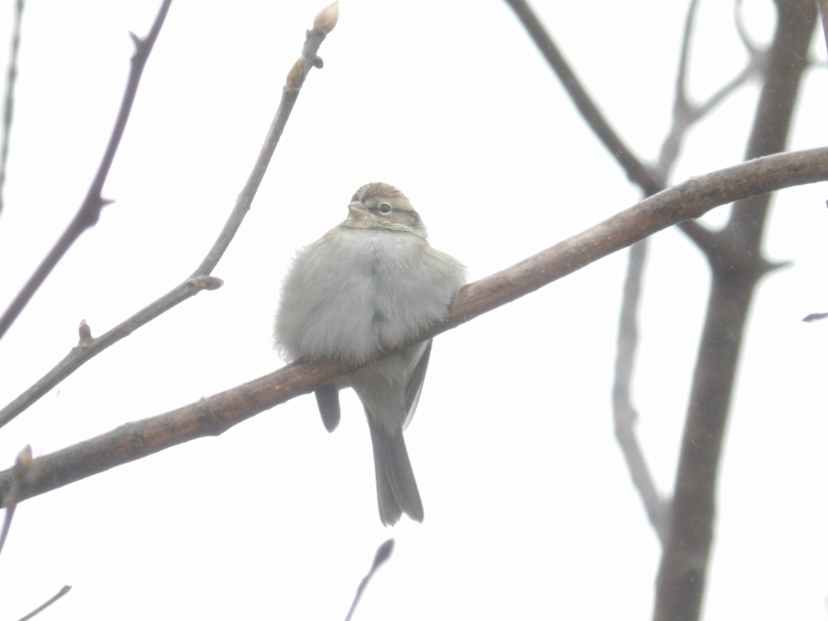 Chipping Sparrow - ML497295251