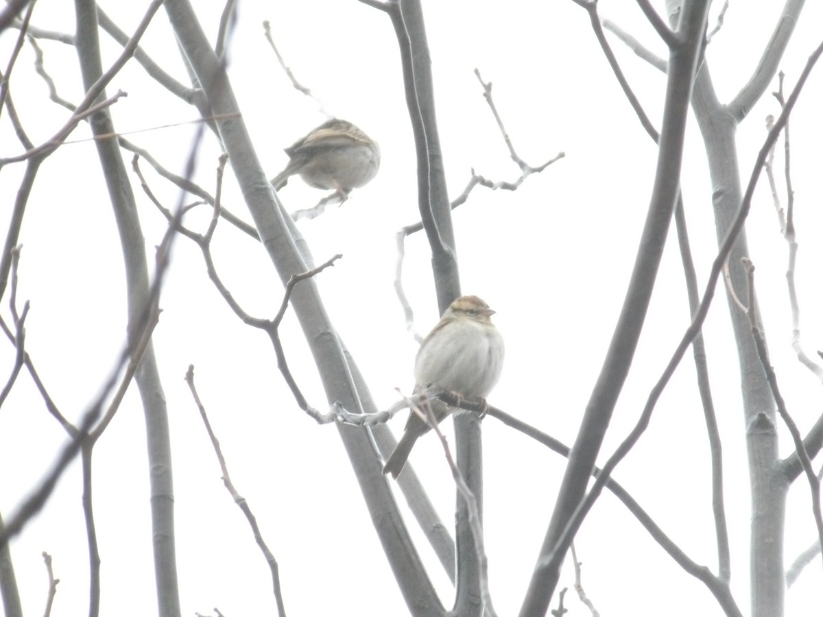 Chipping Sparrow - ML497295261