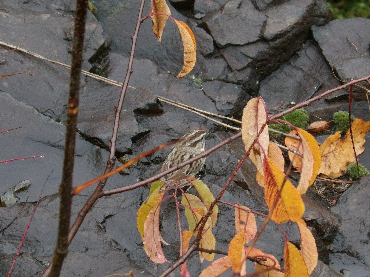 Chipping Sparrow - ML497295311