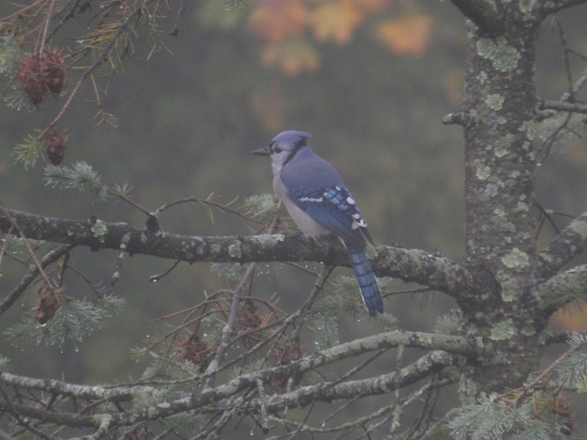 Blue Jay - ML497295511