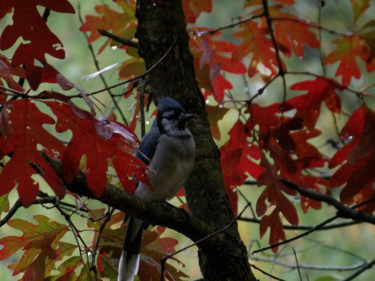 Blue Jay - ML497295531