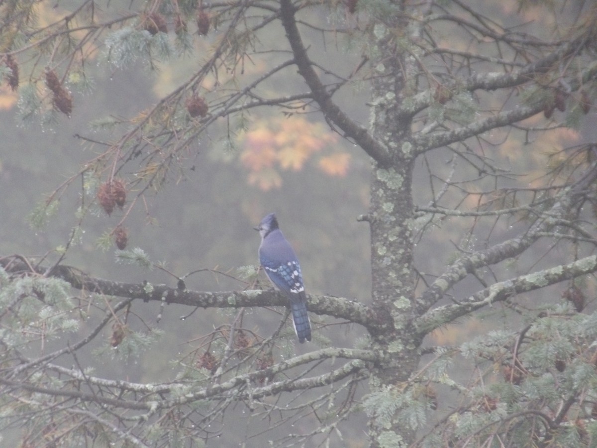 Blue Jay - ML497295551