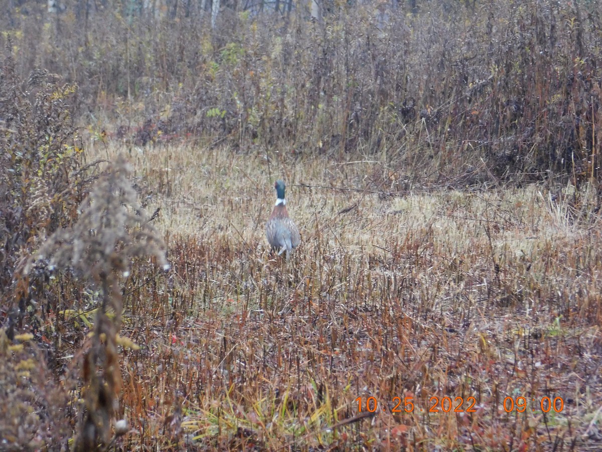 Ring-necked Pheasant - ML497295841