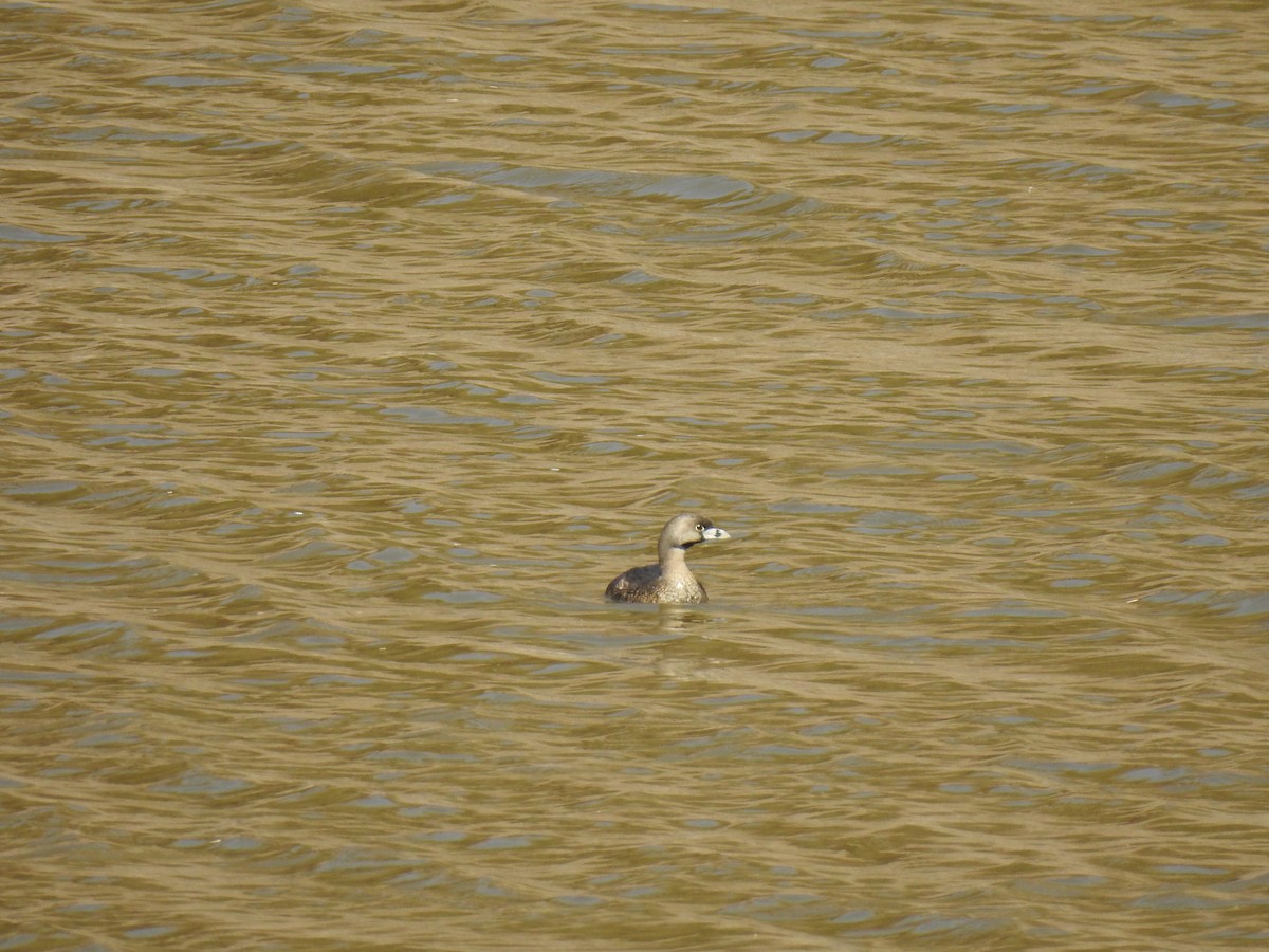 Pied-billed Grebe - ML497296361