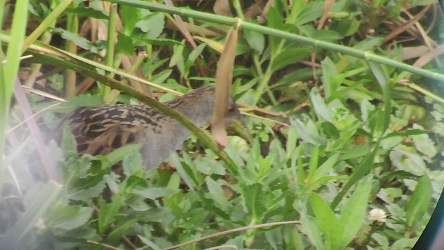 Ash-throated Crake - ML497296371