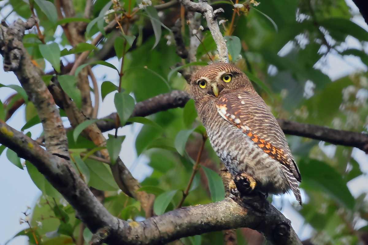 Jungle Owlet - ML497298221