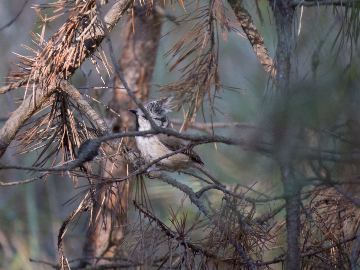 Crested Tit - ML497298231