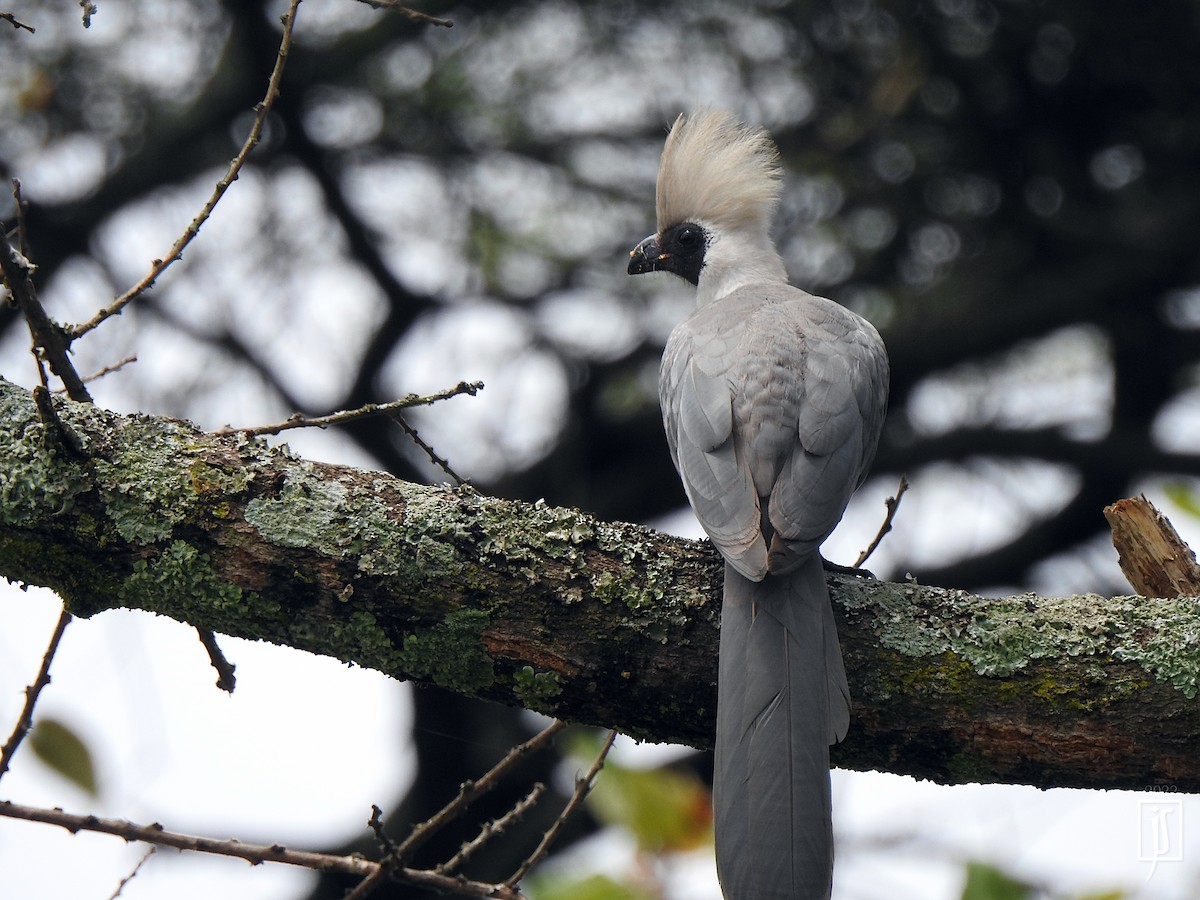 Bare-faced Go-away-bird - ML497298471