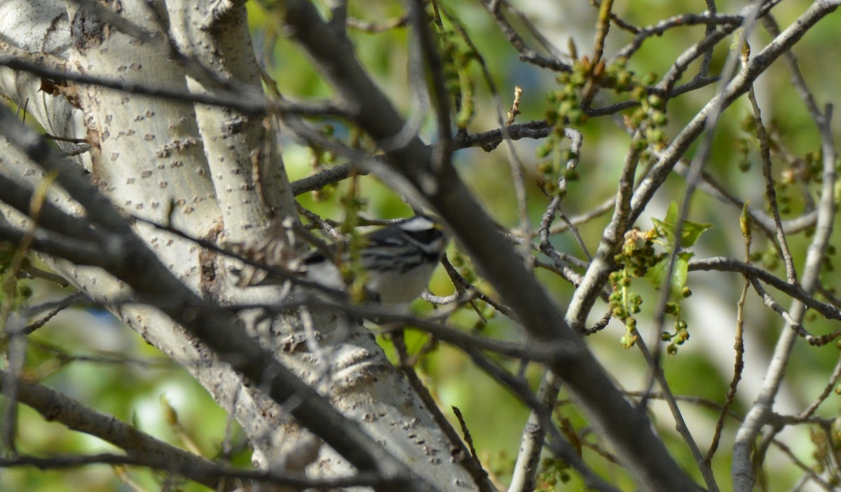 Black-throated Gray Warbler - Chris Rohrer