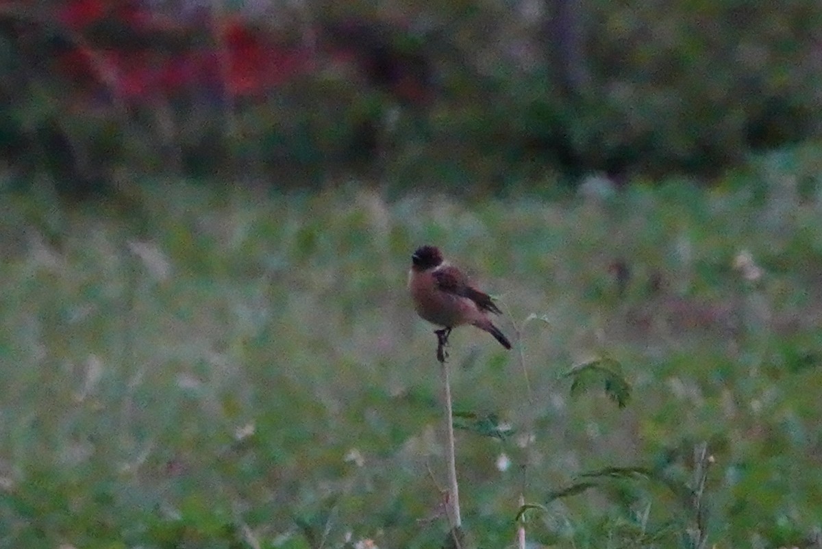 Amur Stonechat - Lam Chan