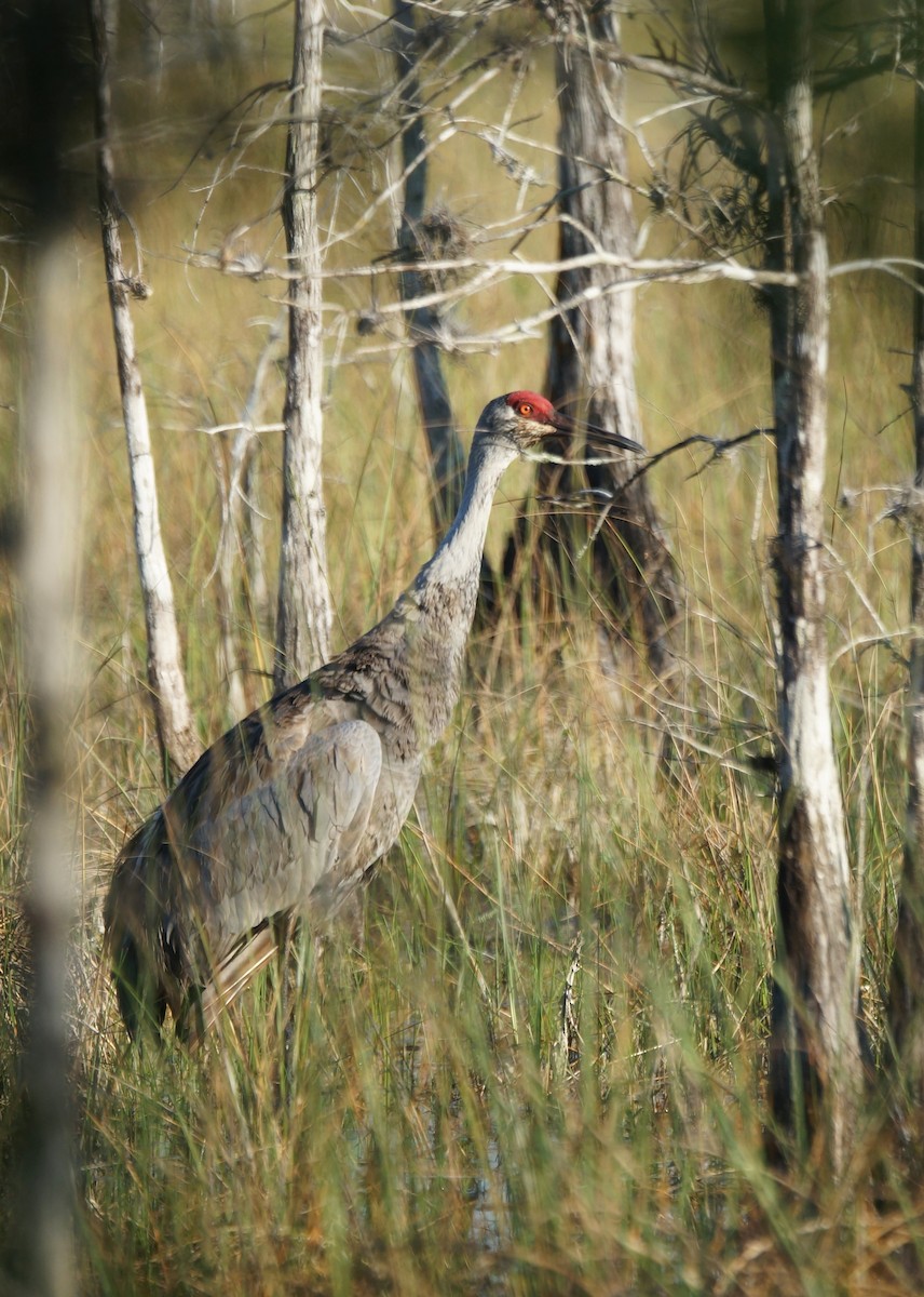 jeřáb kanadský - ML49729861